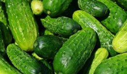 吃瓜群众黄瓜爆料视频在线观看,揭秘吃瓜群众视角下的热门视频